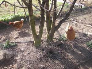 chooks scratching around fruit trees