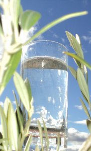 glass of water amongst olive leaves