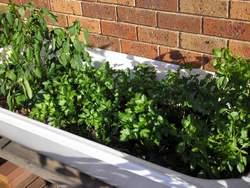 container gardening with bathtub